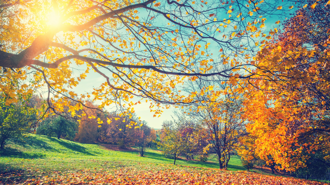 Fall, trees, sun, sky, grass.